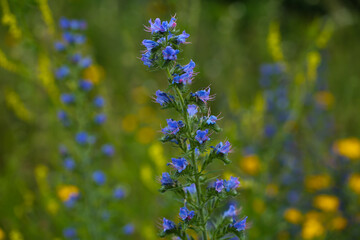 The common viper's bugloss (Echium vulgare) on a wildflower meadow