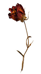 Dried red rose withered transparent background