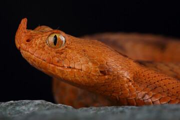 A portrait of an orange Long-nosed Viper
