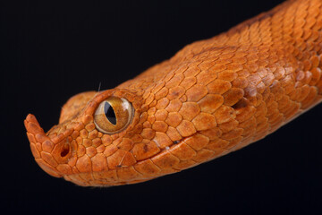 A portrait of an orange Long-nosed Viper
