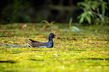 A moorhen on a pond