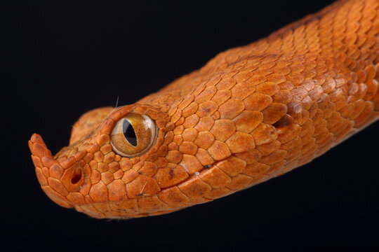 A portrait of an orange Long-nosed Viper
