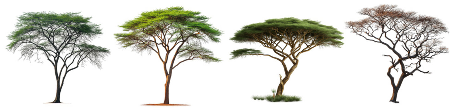 African tree, big tree  collection set, sunny day, PNG transparent background