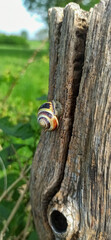 a snail sits on a tree stump