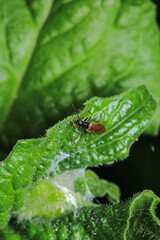 rhagonycha lignosa beetle macro photo
