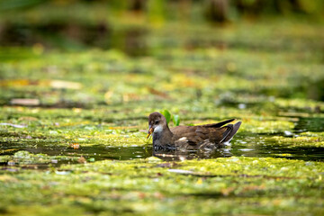 A moorhen on a pond