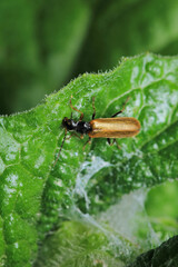 rhagonycha lignosa beetle macro photo