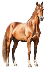 Naklejka premium PNG Horse stallion mammal animal.