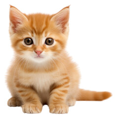 Naklejka premium PNG Ginger kitten animal mammal pet.