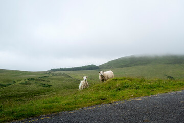 It is a misty day in Ireland, County Waterford.