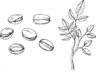 Pistachios nuts and branch. Hand drawn engraved vector sketch illustration on isolated background. Doodle with Nut plant, organic food ingredient. Design for label, card, print, paper, wrapping, logo