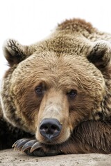 Fototapeta premium A large brown bear resting on top of a rocky outcropping
