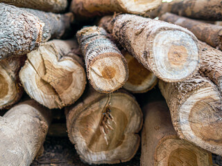 Pile of teak wood that has been cut, processed and sold teak tree.