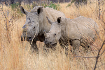 Mother rhino with calf