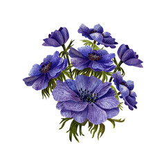 Watercolor floral illustration . Floral composition from flowers anemones