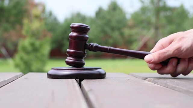 Judge gavel for adjudication with wooden stand. Protection of nature, save forest, illegal logging. Stop deforestation. Law and justice concept. Court of law.