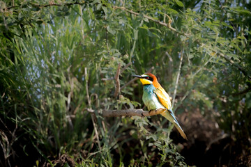 Bee-eater sitting on a branch, Merops apiaster