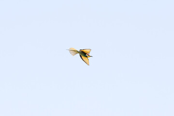 Bee-eater in flight