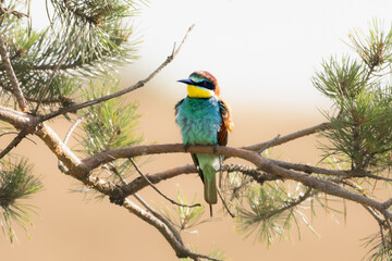 Bee-eater sitting on a branch, Merops apiaster