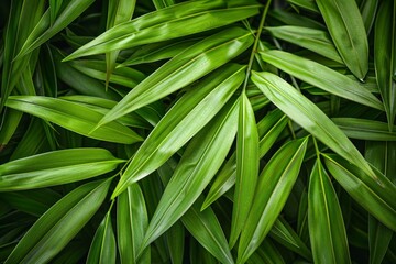 Obraz premium Close-up of Tropical Green Bamboo Leaves