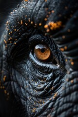 Eye of elephant