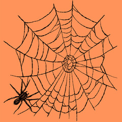 Obraz premium Vector design with cobweb and spider hiding underneath