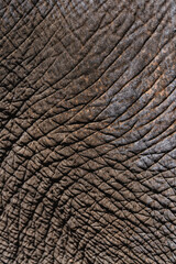 Close-up texture of elephant skin in natural light &ndash; detailed wrinkled surface