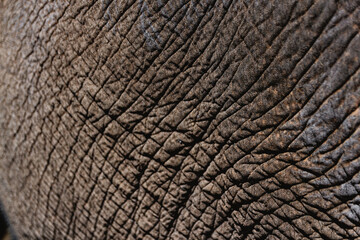 Close-up texture of elephant skin in natural light &ndash; detailed wrinkled surface