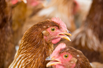 Female chickens in the chicken coop are raised to eat eggs. Eggs can be collected every day.