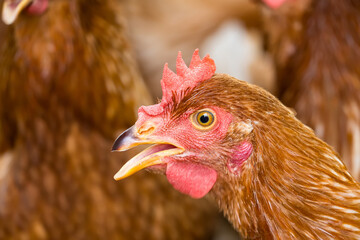 Female chickens in the chicken coop are raised to eat eggs. Eggs can be collected every day.