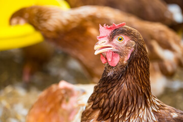 Female chickens in the chicken coop are raised to eat eggs. Eggs can be collected every day.