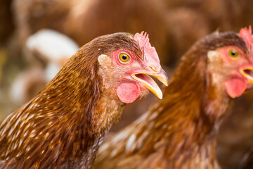 Female chickens in the chicken coop are raised to eat eggs. Eggs can be collected every day.