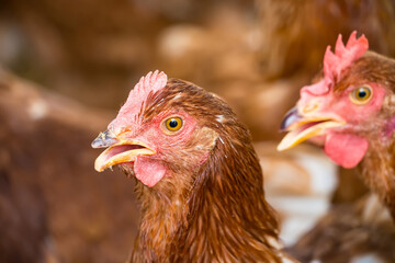 Female chickens in the chicken coop are raised to eat eggs. Eggs can be collected every day.