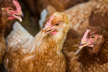 Female chickens in the chicken coop are raised to eat eggs. Eggs can be collected every day.