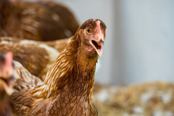 Female chickens in the chicken coop are raised to eat eggs. Eggs can be collected every day.