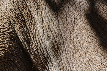 Close-up texture of elephant skin in natural light &ndash; detailed wrinkled surface