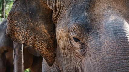 Fototapeta premium Close-up of an elephant's head with tears under its eye. Elephant close up with blurred background