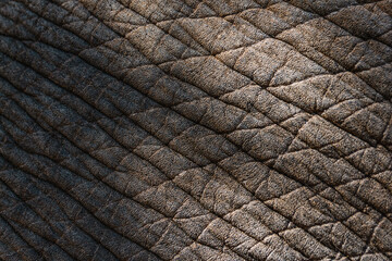 Close-up texture of elephant skin in natural light – detailed wrinkled surface