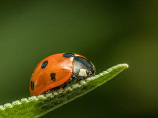 Ladybird on green leaf