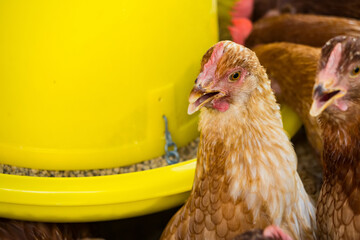 Female chickens in the chicken coop are raised to eat eggs. Eggs can be collected every day.