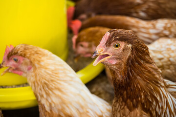Female chickens in the chicken coop are raised to eat eggs. Eggs can be collected every day.