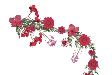 Dried pressed flowers on a transparent background