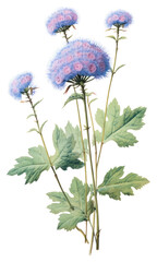 PNG Flower plant herbs leaf.