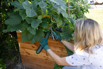 woman harvesting cucumber from raised bed