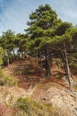 Fototapeta premium Tall pine trees stand on a rocky hillside under a clear blue sky with wispy clouds. The scene captures the rugged beauty of nature.