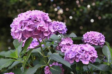 都心散歩　アジサイの頃