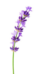Obraz premium Flower lavender therapeutic herbs, isolated on white background.