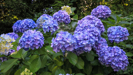 東京散歩　飛鳥山の満開の紫陽花