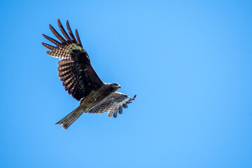 Fototapeta premium Omnipresent black kites (hawks) hover in the blue sky