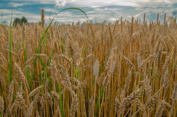 spighe di grano